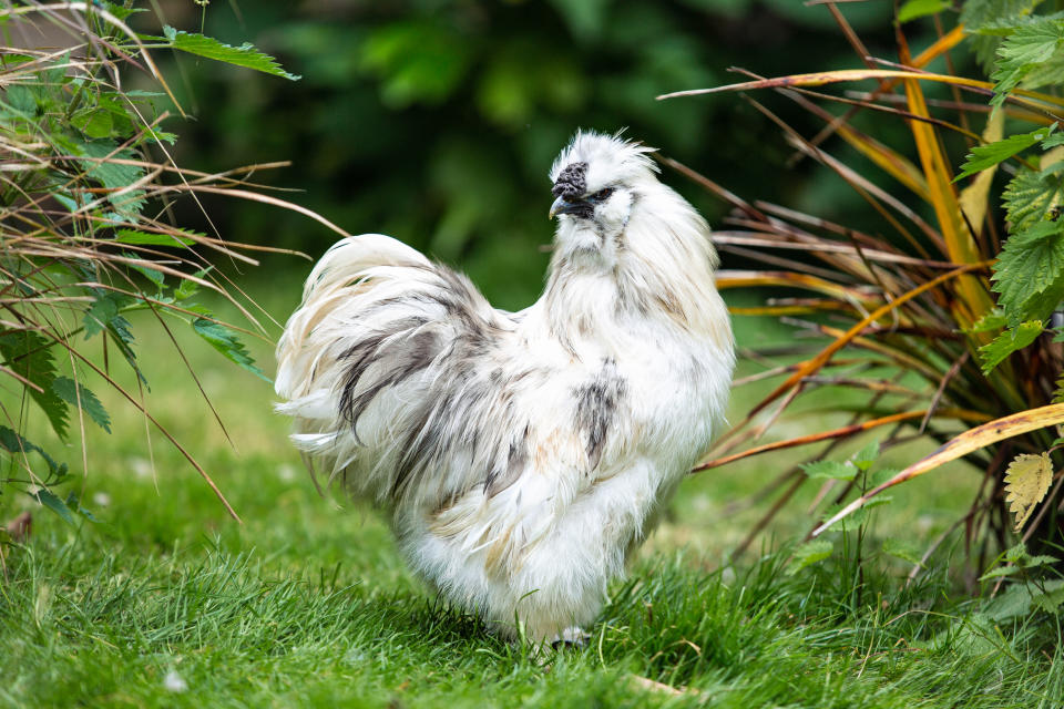 photo of a white chicken