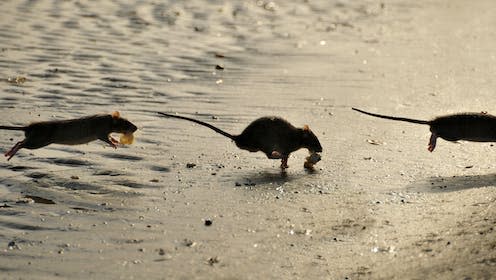 <span class="caption">Invasive rats can fundamentally alter the functioning of surrounding marine ecosystems.</span> <span class="attribution"><a class="link " href="https://www.shutterstock.com/image-photo/funny-image-three-positions-running-rat-48864871" rel="nofollow noopener" target="_blank" data-ylk="slk:Bluerain/Shutterstock;elm:context_link;itc:0;sec:content-canvas">Bluerain/Shutterstock</a></span>