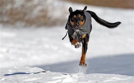 Aldo, a pet dog, leaps through the snow as he runs after his owner, Cyril River, who skates on a Lake of the Isles in Minneapolis, January 8, 2014. REUTERS/Eric Miller