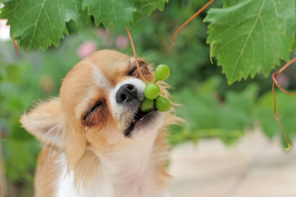 portrait of a cute purebred  puppy chihuahua eating fruit