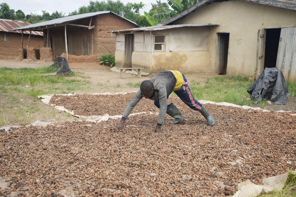 Ademola Lawal, a cocoa farmer, dried cocoa beans at a facility inside the conservation zone of the Omo Forest Reserve in Nigeria, Monday, Oct. 23, 2023. Farmers, buyers and others say cocoa heads from deforested areas of the protected reserve to companies that supply some of the world’s biggest chocolate makers. (AP Photo/Sunday Alamba)
