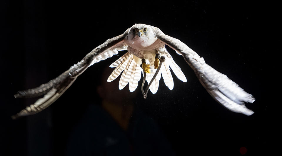 Falcon flies in wind tunnel for research in Munich