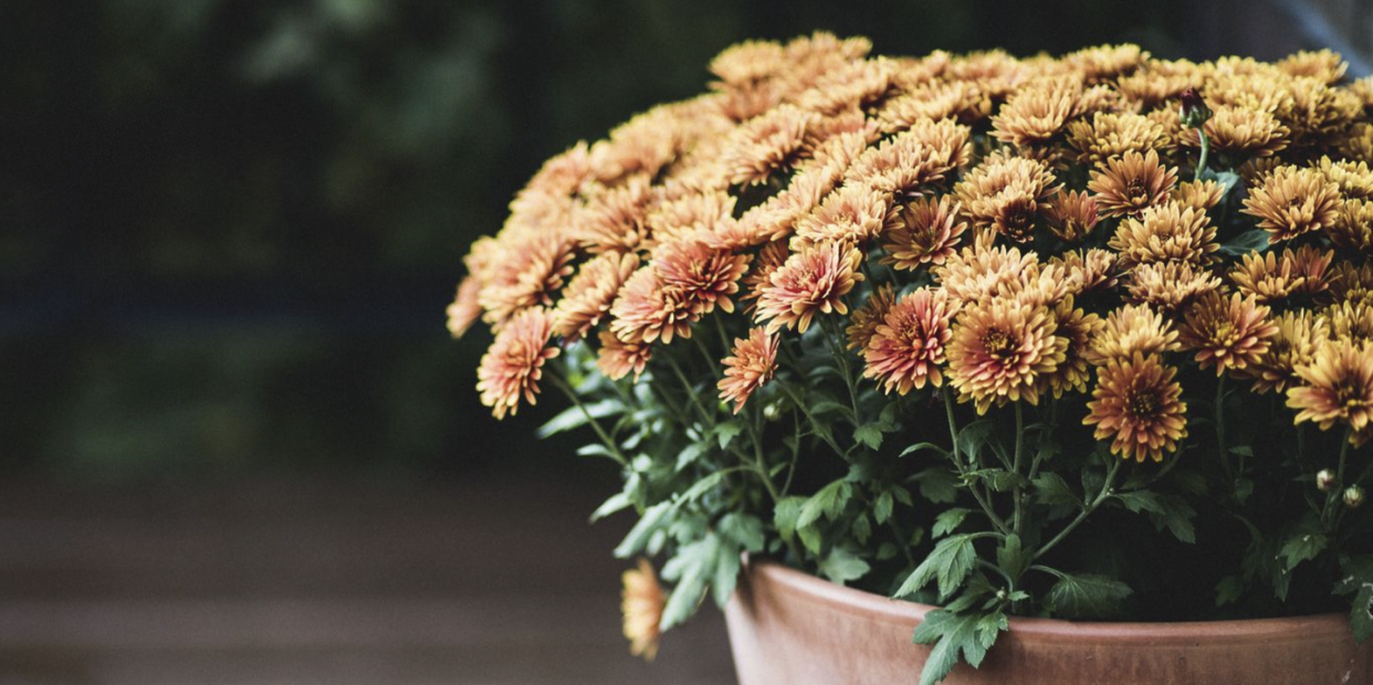 fall potted flowers, mums