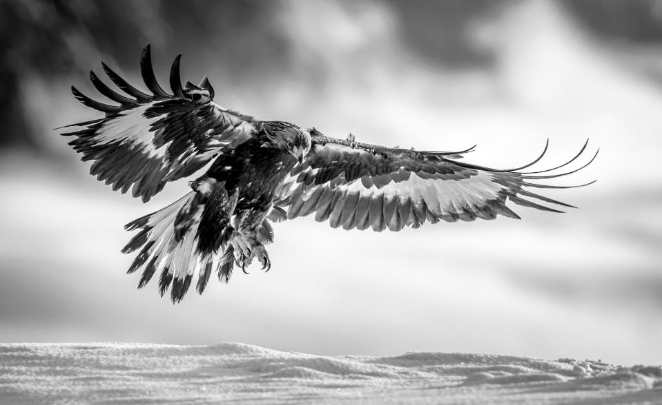 A majestic image of a golden eagle wins the Monochrome category