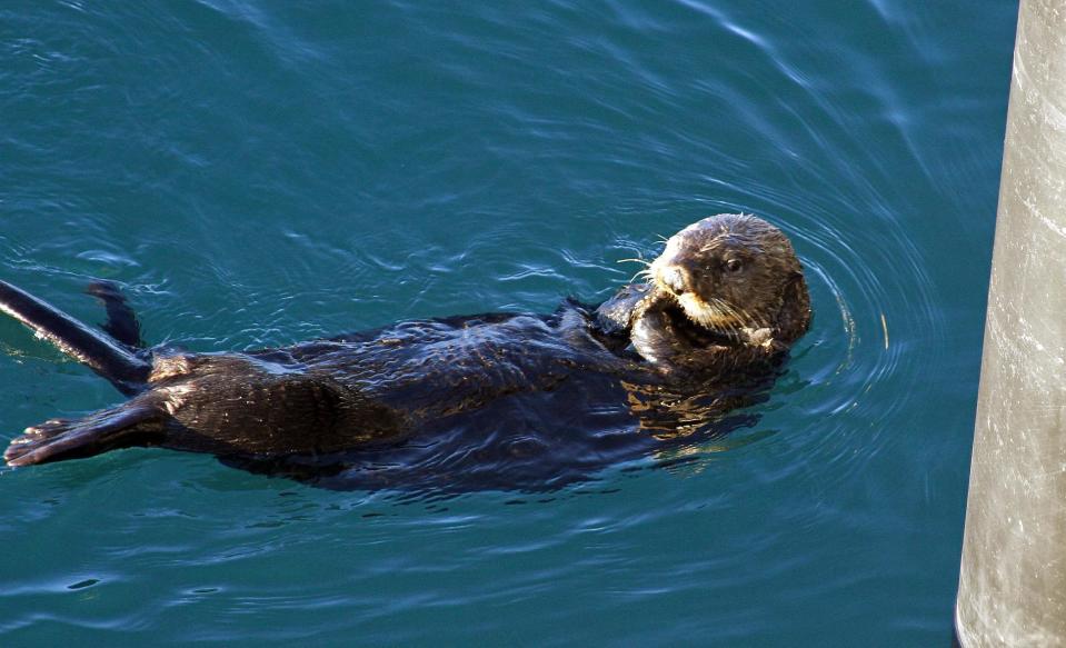 This photo taken Thursday, Feb. 27, 2014, in Valdez, Alaska, shows a sea otter in the bay near the ferry dock. The U.S. Geological Survey report released Friday, Feb. 28, 2014, concludes sea otters in Alaska's Prince William Sound have recovered to levels seen before the Exxon Valdez oil spill nearly 25 years ago. (AP Photo/Mark Thiessen)