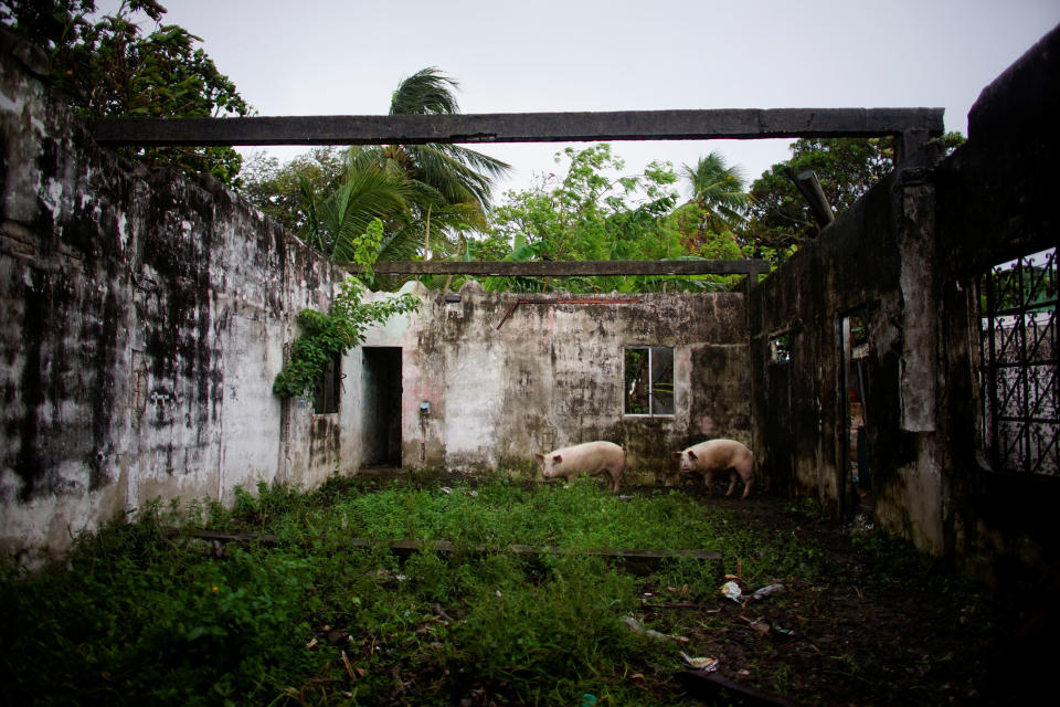 Pigs stand inside a destroyed house in Paraíso, Mexico