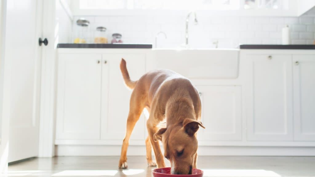 A brown dog eating from a red bowl in the kitchen, no Victor dog food recalled in 2024