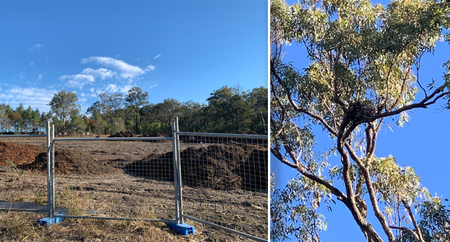 Koala road deaths Gold Coast: new virtual fencing technology