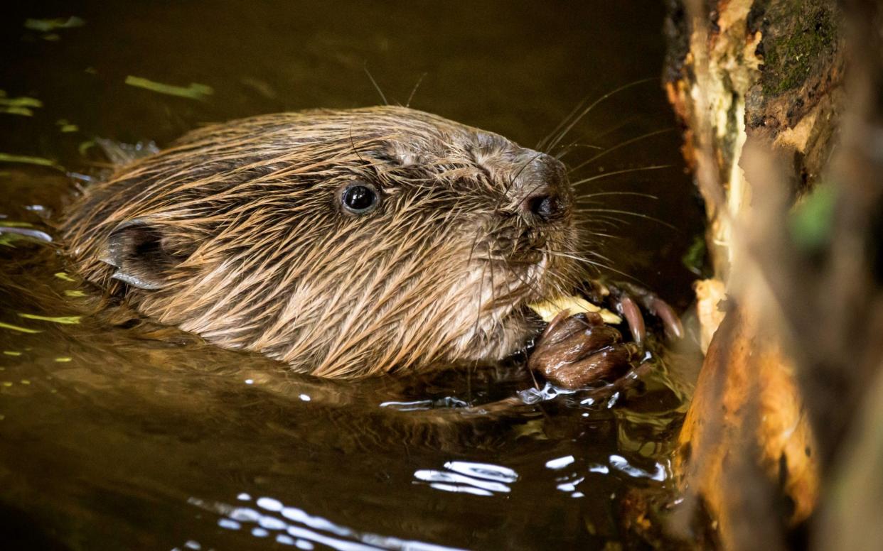 Beavers will help 'garden' the rewilded land - Jason Parry-Wilson/Mammal Soc/Bav Media 