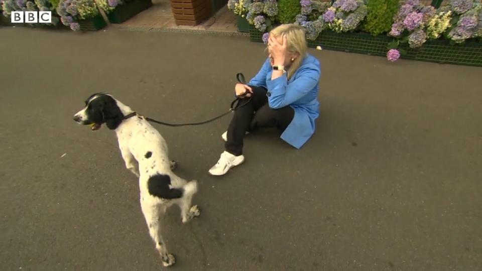 bbc breakfast’s carol kirkwood dragged to floor by dog in live tv blunder