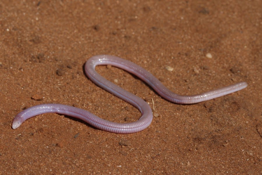 Worm Lizards can range in size, but are typically small and live underground. (Credit: University of Texas)