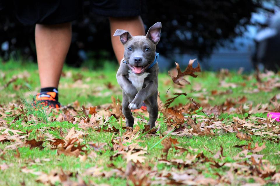 15 Adorable Photos of Pit Bulls That Prove They Don't Deserve Their Bad Rep