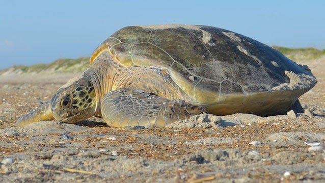 North Carolina set a record in 2023 for nesting green sea turtles with 95 nests. That's up from just a dozen or so in the early 2000s.