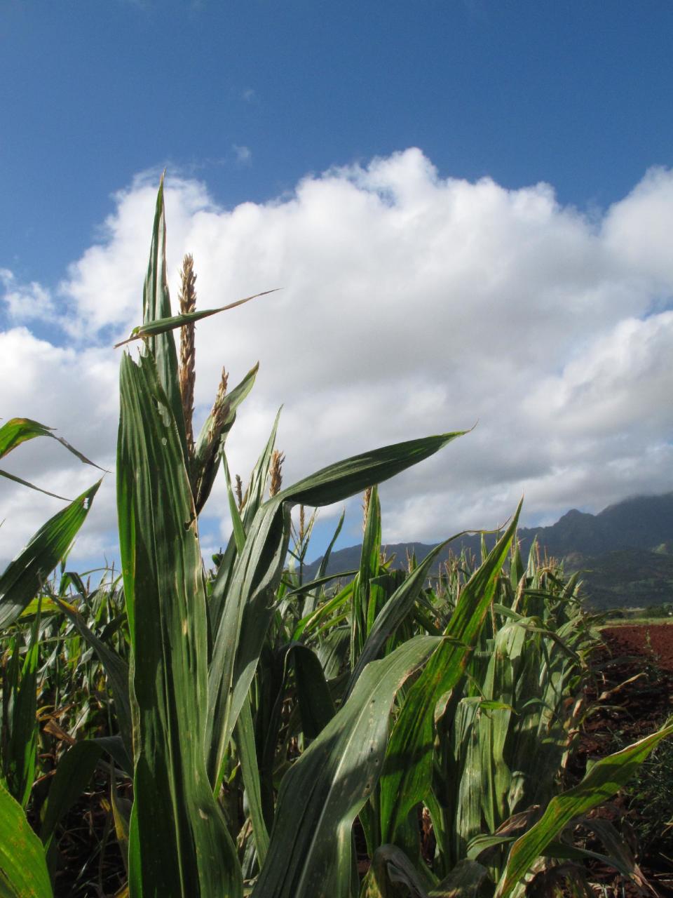 In this April 16, 2014 photo, the Waianae mountains serve as a backdrop to a field of corn on Pioneer Hi-Bred International land in Waialua, Hawaii. The nation’s leading corn seed companies have farms in Hawaii, but their fields have become a flash point in a spreading debate over genetic engineering in agriculture. (AP Photo/Audrey McAvoy)