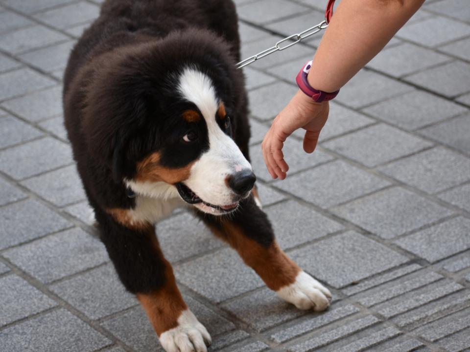 this dog does not like you growling puppy mad not happy do not pet