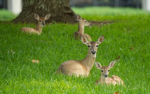 Deer settled in a garden - Credit: NASA/Lauren Harnett