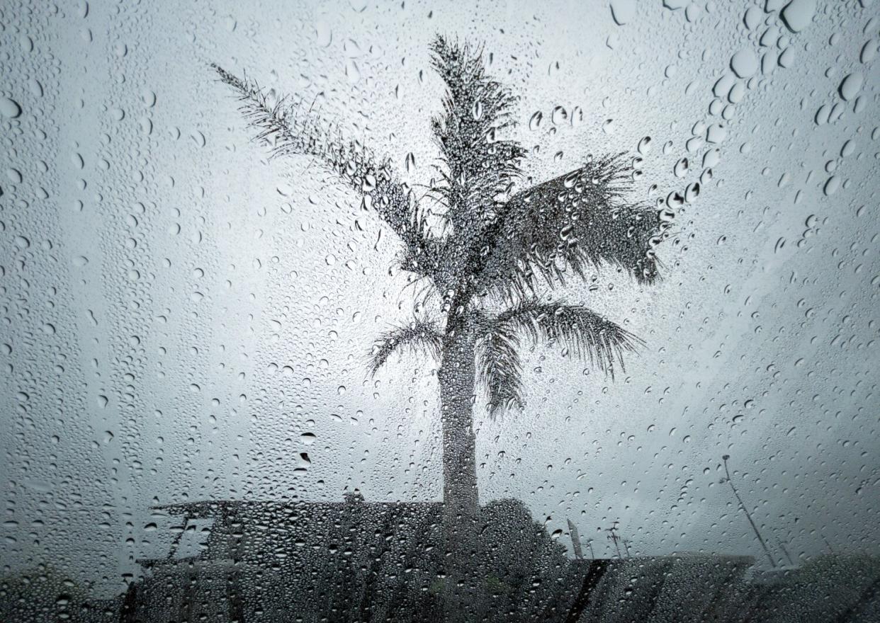 wet windshield with palm tree in background.