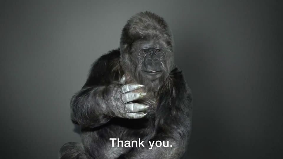 Koko signs off from the video, thanking her many supporters. Photo: The Gorilla Foundation