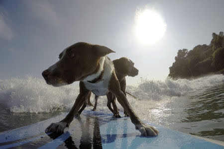 Rescued dogs Rama (Front) and Millie ride a wave with their owner, Australian dog trainer and former surfing champion Chris de Aboitiz (obscured) off Sydney's Palm Beach, February 18, 2016. REUTERS/Jason Reed