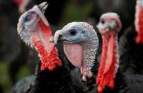 Bronze turkeys are seen at turkey farmer Paul Kelly's farm in Chelmsford