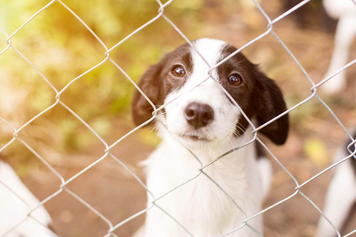 Homeless dog behind bars in an animal shelter.