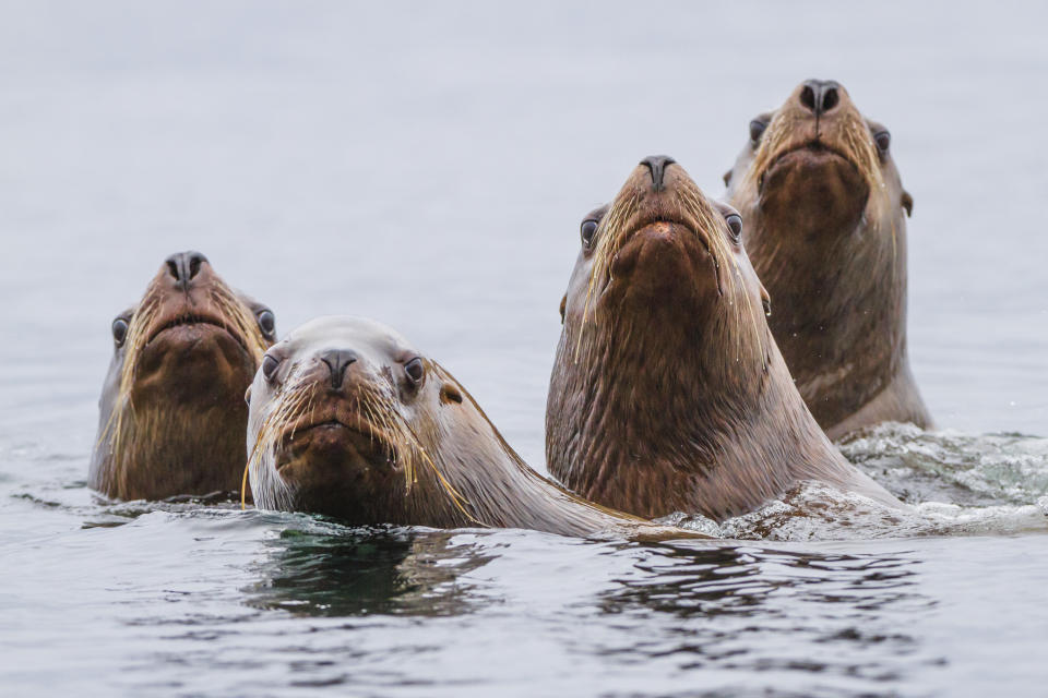 There are concerns sea lions might be affecting the salmon population in British Columbia. Source: Getty Images (file pic)