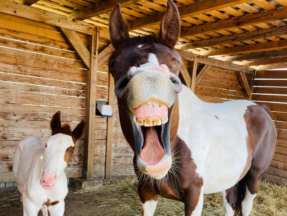Two horses in a barn, one of which has its mouth open wide.