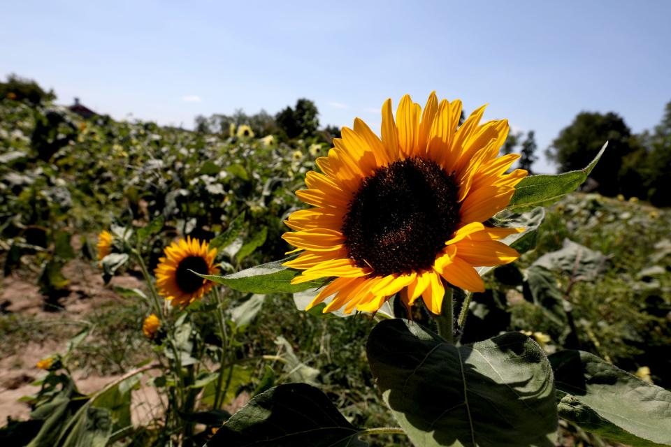 The sunflower crop in at Spicer Orchards in Fenton, Michigan on August 21, 2020. This year the sunflowers haven't grown as tall as usual and there aren't as many due to the lack of rain this summer.
The orchard and cider mill has been adapting how it runs and operates to make sure people stay social distanced and wear masks.