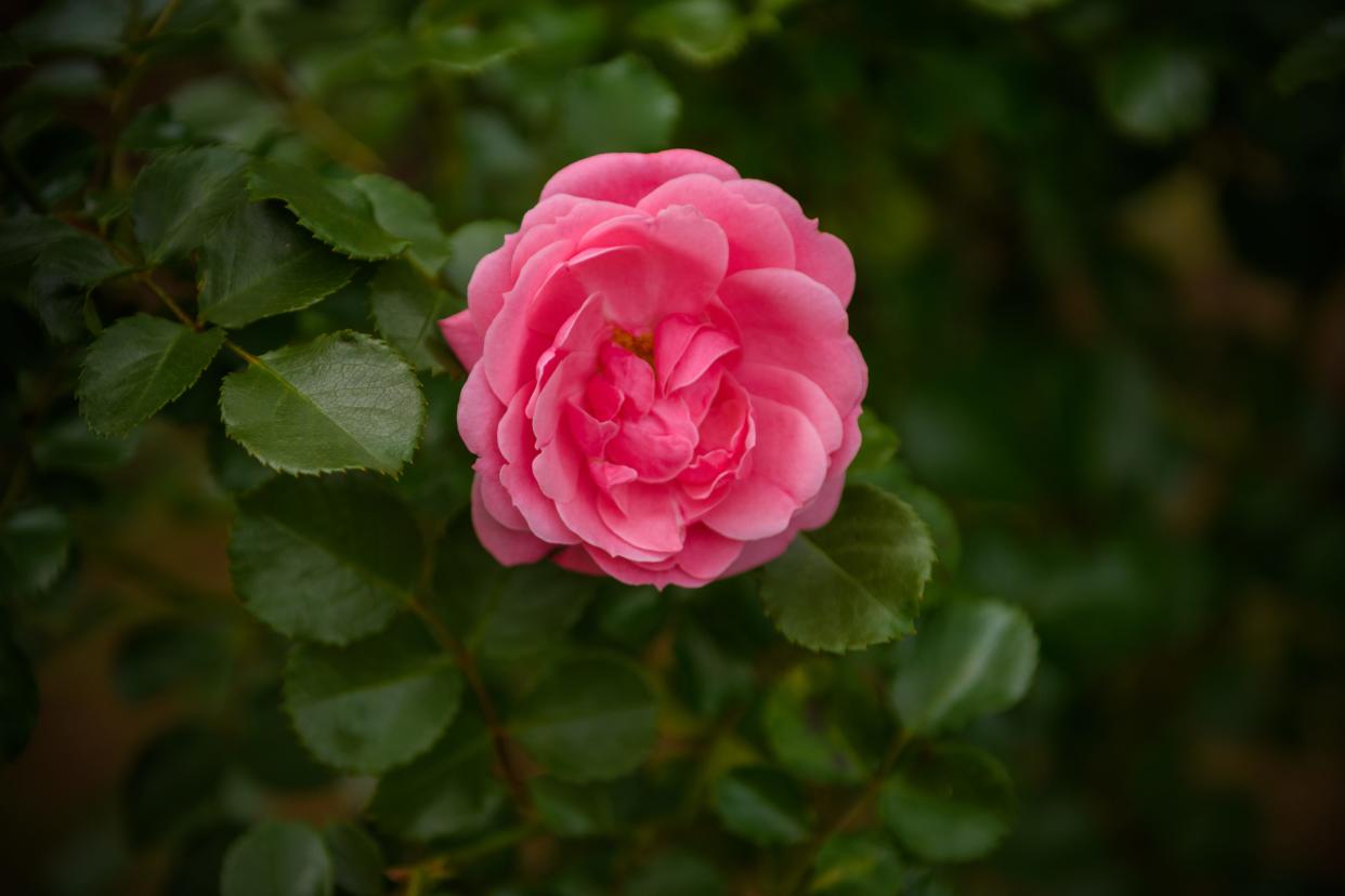 American Beauty rose.
