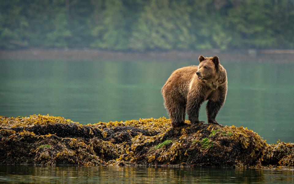Αρκούδα Grizzly British Columbia, Καναδάς