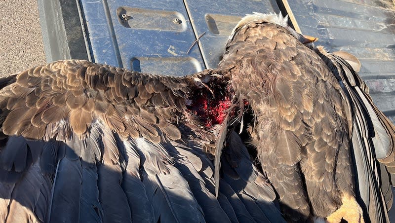 A bald eagle with a gunshot wound to its wing was discovered in Cedar City on Feb. 29. The bird was euthanized because of its injuries. Utah conservation officers said Tuesday they're asking for information that could help them in their investigation.