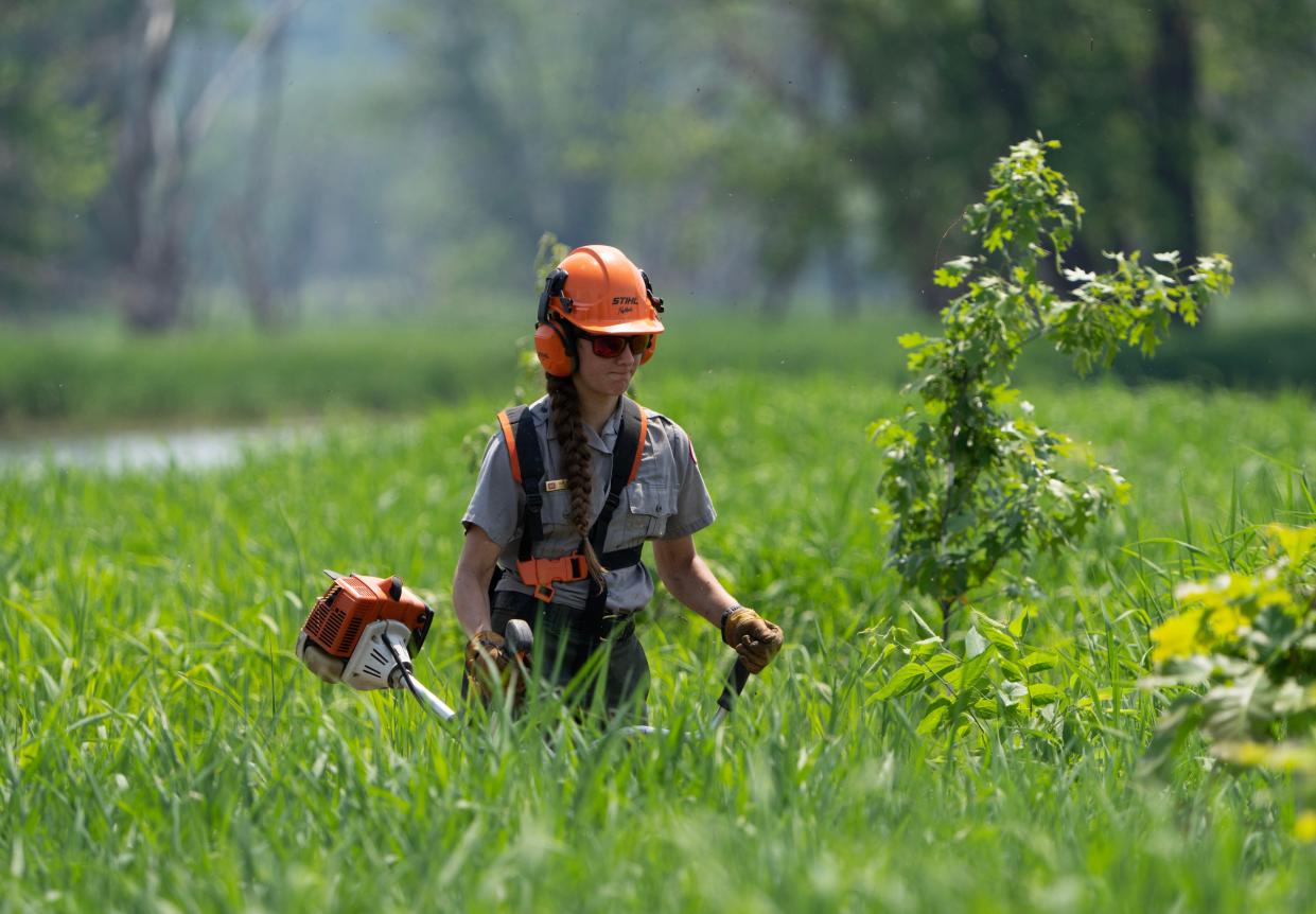 Army Corps of Engineers forester Sara Rother cuts a patch of reed canary grass for a spot to plant trees June 2 on an island in the Mississippi River south of La Crosse.