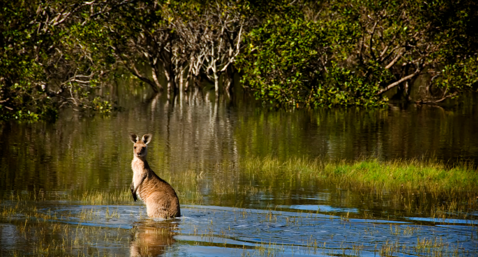 Despite their ecological significance, many Australians continue to see mangroves as 