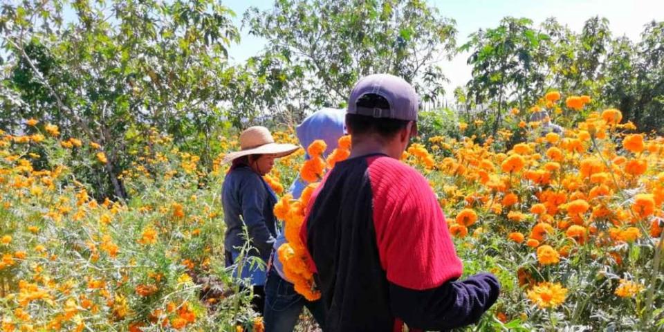 Productores cempasúchil y terciopelo inician cosecha