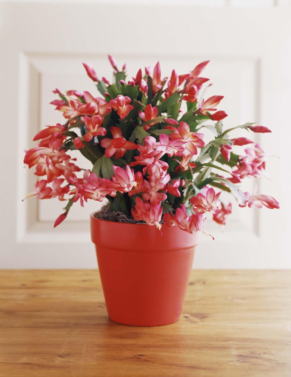 9) A Christmas cactus is basically a succulent poinsettia.