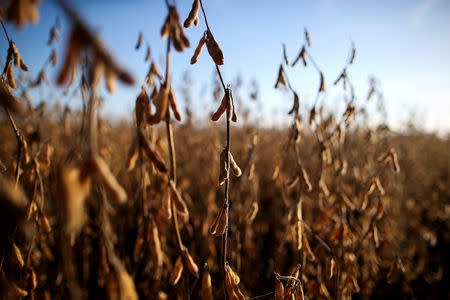 FILE PHOTO: Soy plants are seen at a farm in Carlos Casares, Argentina, April 16, 2018. REUTERS/Agustin Marcarian/File Photo