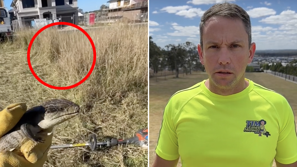 The man holding the blue-tongued lizard and the long grass where he was mowing and it the wildlife was found. Tim the Lawnmower Man looking to camera. 