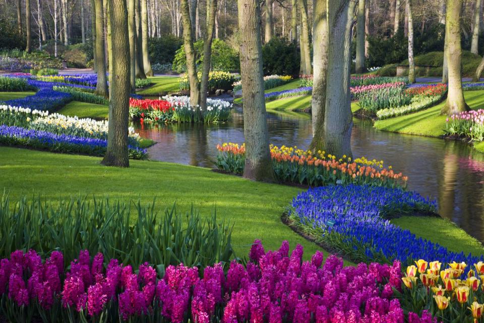 <p>Looking for an exquisite, showstopping array of flowers? This is it. The Keukenhof, which in Dutch means 'kitchen garden', has been around since the 15th century and covers 32 hectares. It became a public garden in 1950 and now welcomes over a million visitors a year. From the authentic 19th-century windmill, to the gigantic flower bulb mosaic, covering an area of 250m2 and consisting of 50,000 tulips, grape hyacinths and crocuses, it's utterly spectacular.</p><p><a class="link " href="https://www.youtube.com/watch?v=SNgj9agkbB0&feature=emb_title" rel="nofollow noopener" target="_blank" data-ylk="slk:Take a virtual tour;elm:context_link;itc:0;sec:content-canvas">Take a virtual tour</a><strong><br><br>Like this article? <a href="https://hearst.emsecure.net/optiext/cr.aspx?ID=DR9UY9ko5HvLAHeexA2ngSL3t49WvQXSjQZAAXe9gg0Rhtz8pxOWix3TXd_WRbE3fnbQEBkC%2BEWZDx" rel="nofollow noopener" target="_blank" data-ylk="slk:Sign up to our newsletter;elm:context_link;itc:0;sec:content-canvas" class="link ">Sign up to our newsletter</a> to get more articles like this delivered straight to your inbox.</strong></p><p><a class="link " href="https://hearst.emsecure.net/optiext/cr.aspx?ID=DR9UY9ko5HvLAHeexA2ngSL3t49WvQXSjQZAAXe9gg0Rhtz8pxOWix3TXd_WRbE3fnbQEBkC%2BEWZDx" rel="nofollow noopener" target="_blank" data-ylk="slk:SIGN UP;elm:context_link;itc:0;sec:content-canvas">SIGN UP</a></p>