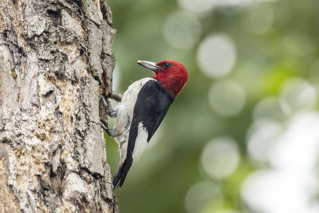 <p>Getty Images/ Stan Tekiela Author / Naturalist / Wildlife Photographer</p>