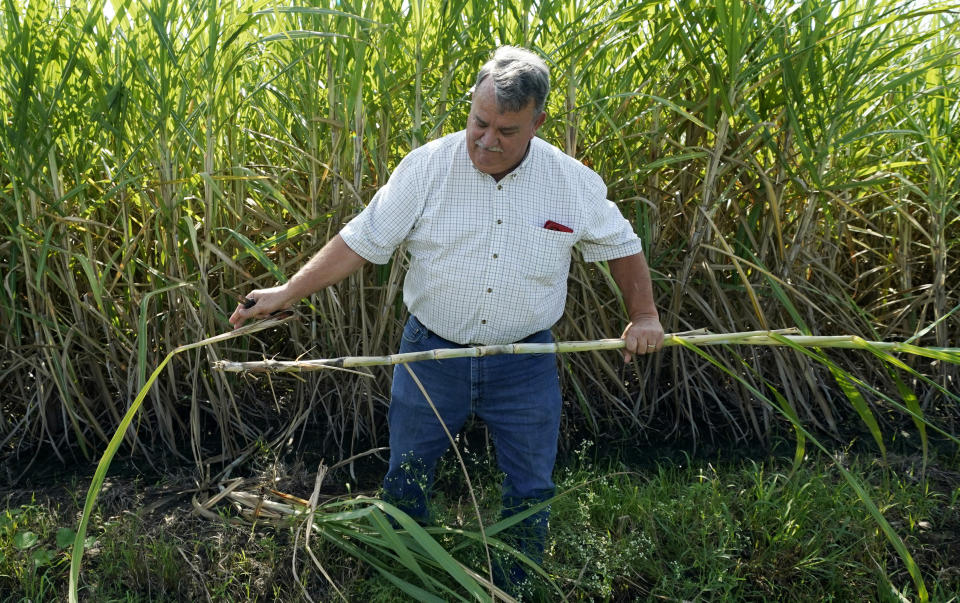 Sugarcane farmer Sam Simmons examines a stalk at his ranch in San Benito, Texas, Wednesday, Sept. 15, 2021. Earlier this year, before rain soaked the Rio Grande Valley in May and June, several sugarcane farmers in Irrigation District #2 were told they could only be provided one delivery of water — far less than what the thirsty crop requires. (AP Photo/Eric Gay)