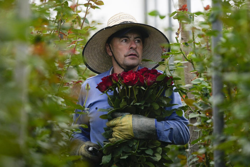 Un trabajador corta rosas para ser enviadas a Estados Unidos antes del Día de San Valentín, el feriado más importante del año para las ventas de flores recién cortadas, en la compañía de flores Mongibello en Chía, al norte de Bogotá, Colombia, el miércoles 31 de enero de 2024. (AP Foto/Fernando Vergara)