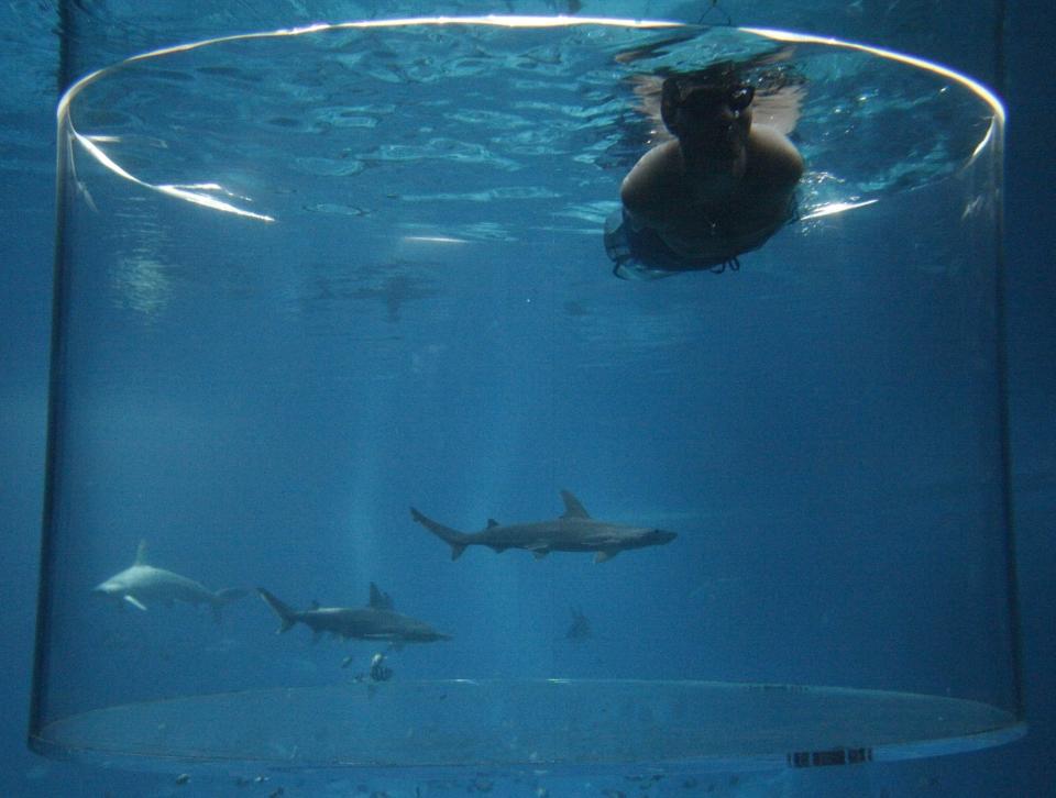 Vujicic, an Australian motivational speaker who was born without limbs, looks on as a hammerhead shark swims past at the Marine Life Park in Singapore