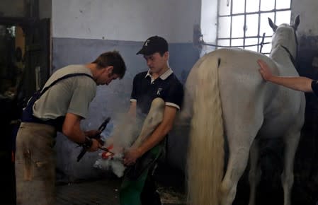 Farriers from The National Stud Kladruby nad Labem replace a horseshoe at a farm in the town of Kladruby nad Labem