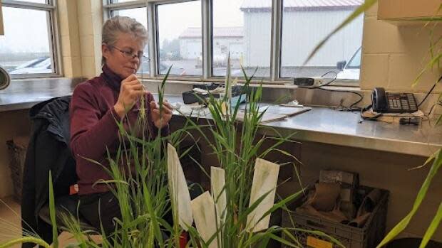 Growing a legacy: P.E.I. farmer plants barley named for late brother