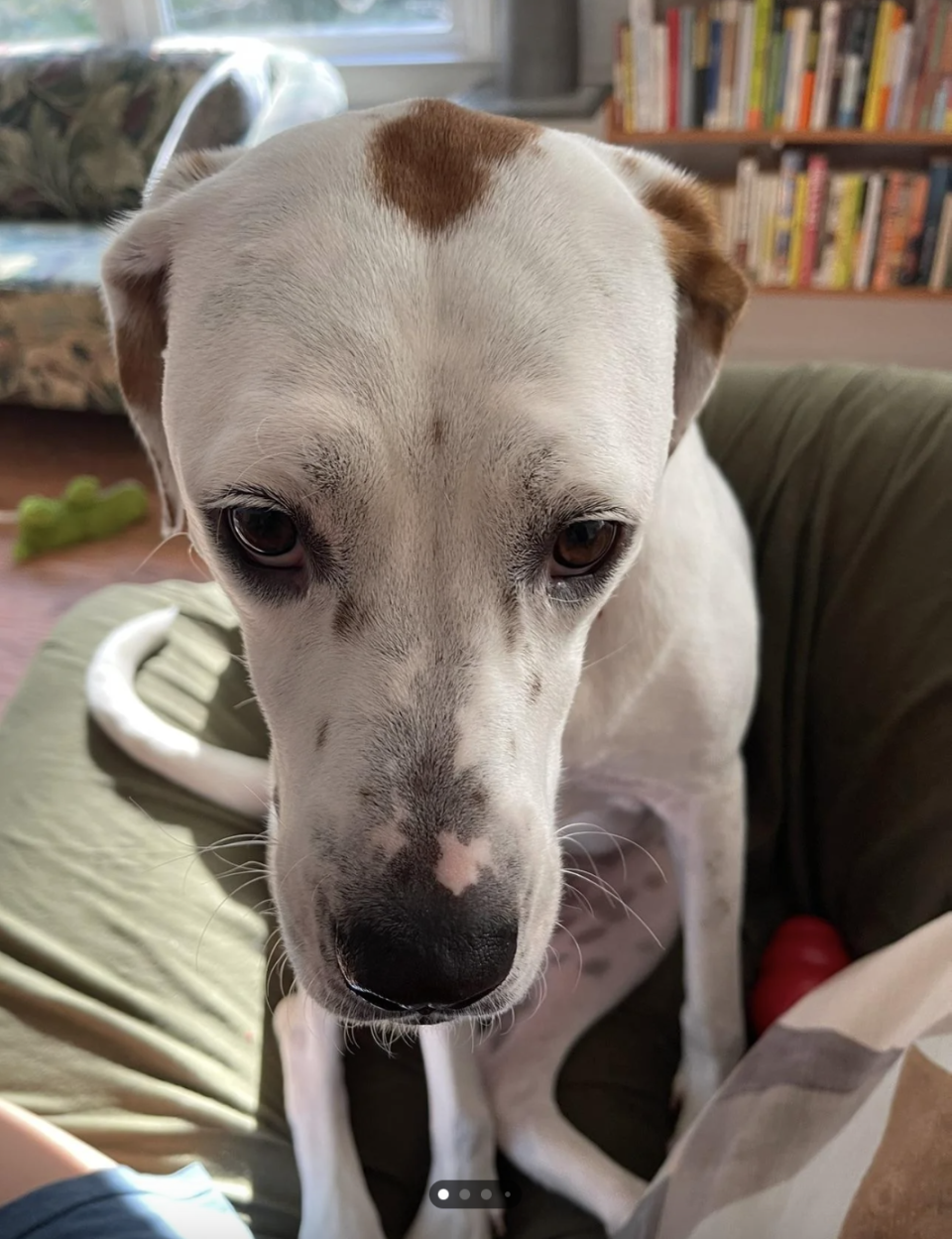 Close-up of a dog with a noticeable heart-shaped marking on its forehead, seated indoors