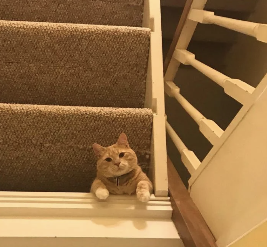 A cat is lying on a staircase landing, poking its head and paws over the edge, looking at the camera