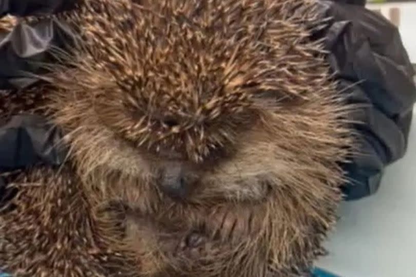 Hedgehog has to be deflated after being diagnosed with balloon syndrome