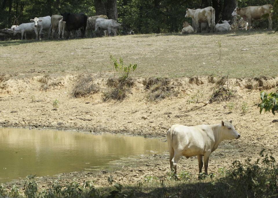 Cattle seek shade from 100-degree temperatures at a partially dried up pond near Aplin, Ark., Tuesday, July 31, 2012. Cattle and poultry producers in Arkansas are continuing to feel the effects of the summer-long drought. (AP Photo/Danny Johnston)