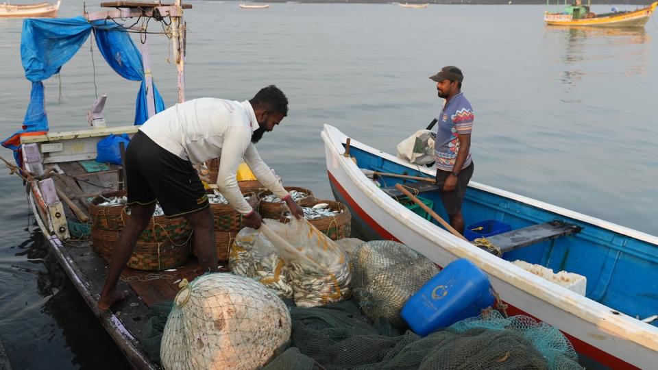 Fishermen along India's west coast complain of disappearing fish stocks because of environmental damage and rising sea temperatures. 