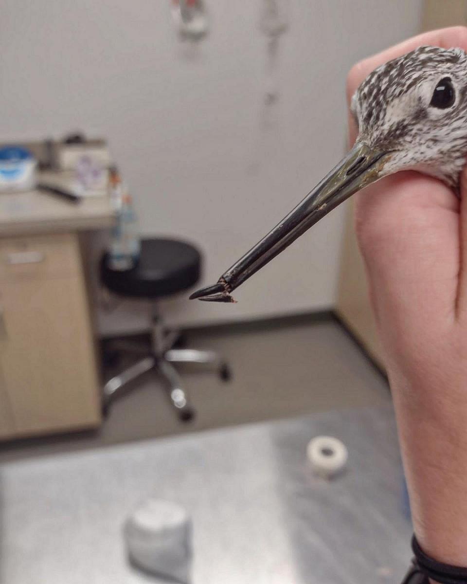 A greater yellowlegs shorebird lost the tip of its beak to a clam that closed its shell in self-defense. It was the second bird to come to the Center for Wildlife that was injured by a clam.